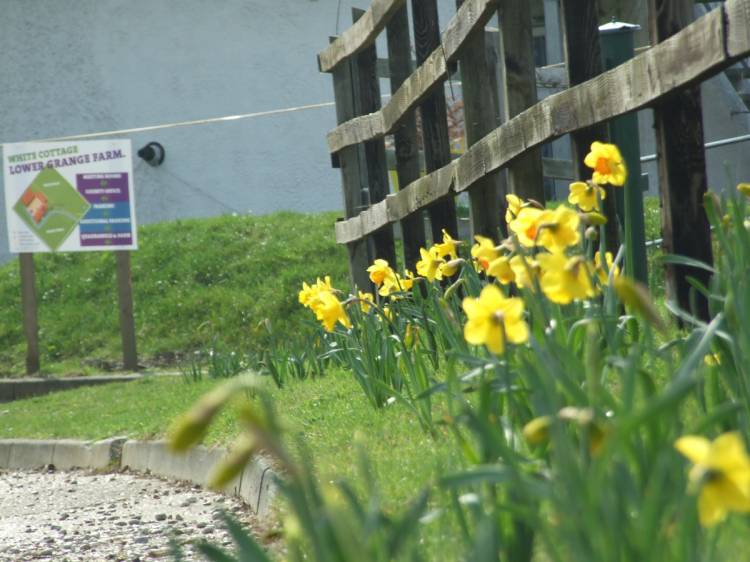 The fields
